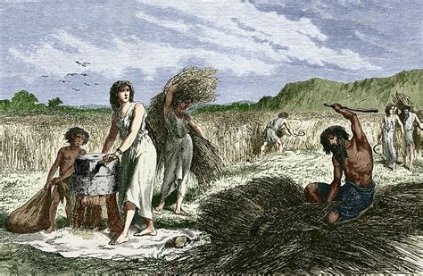Early Humans Harvesting Crops Stock Image V2000236 Science Photo