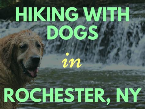 Best Adirondack Hikes With Dogs Get More Anythinks