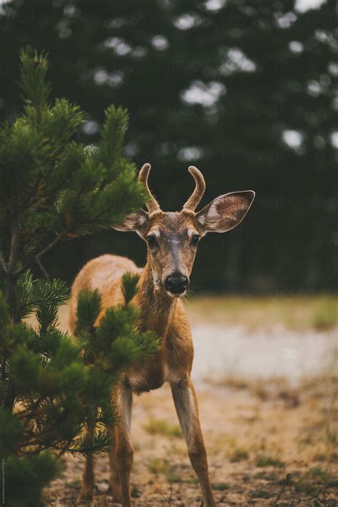 Deer Peeking Around A Bush Del Colaborador De Stocksy Evan Dalen