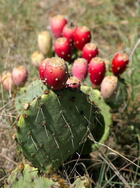 They can be used as a garnish to meat dishes or added to salads for color. This is a Pretty Good Nopal Cactus Taco Recipe