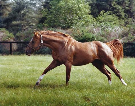 March 30, 1970 stay tuned for more detailed archival information on secretariat's history and those closest to him, including. Secretariat Running - The Tony Leonard Collection