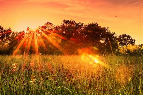 картинки дерево природа трава горизонт небо солнце Восход