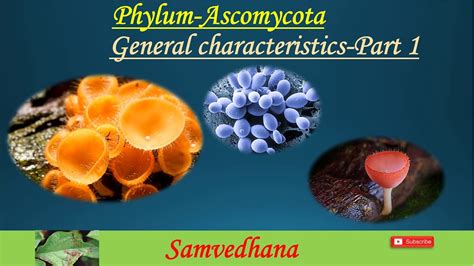 Phylum Ascomycota General Characteristics Youtube