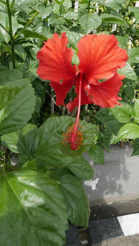 Red Hibiscus Stock Image Image Of Wildflower Petal 263668993