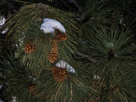 Snow Drifts On Pine Cones Free Stock Photo Public Domain Pictures
