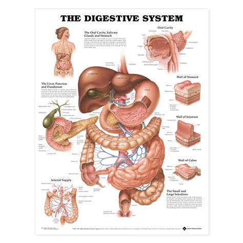 Human anatomy layout of internal organs in male body isolated on black background vector illustration cartoon human body anatomy. Digestive System Anatomy Chart | Anatomical Poster ...