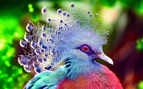 Victoria Crowned Pigeon The Most Beautiful Birds In The