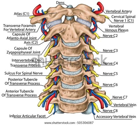 Cervical Spine Both Vertebral Arteries Transverse Stockillustratie