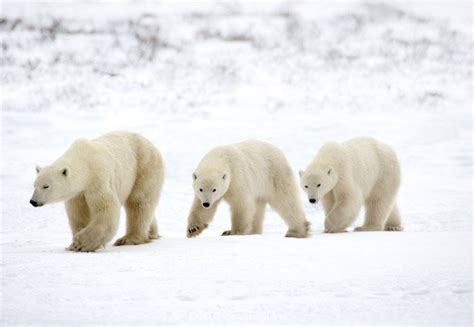 Polar Bears And Cubs Cck