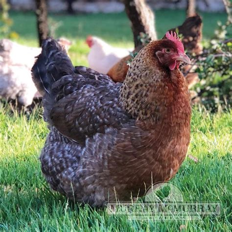 We did not find results for: Murray McMurray Hatchery - Bielefelder