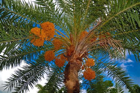 Ua Led 39m Project To Focus On Date Palm Production In Oman