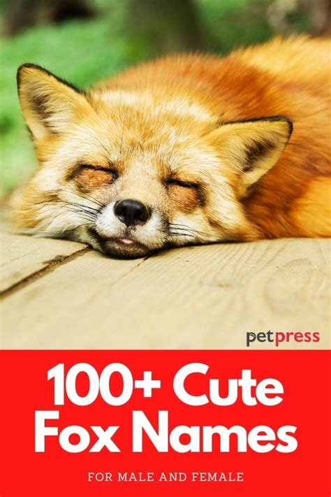 Top 100 Cute Fox Names Male And Female Petpress