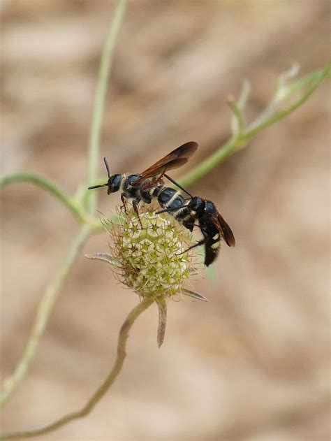 wasp hornet couple wild flower mating of insects copulation reproduction insect bee