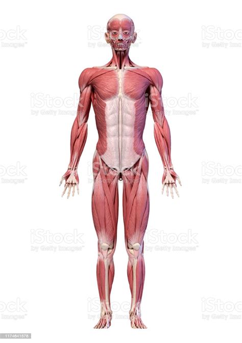 Human body, the physical substance of the human organism. Human Body Full Figure Male Muscular System Front View Stock Photo - Download Image Now - iStock