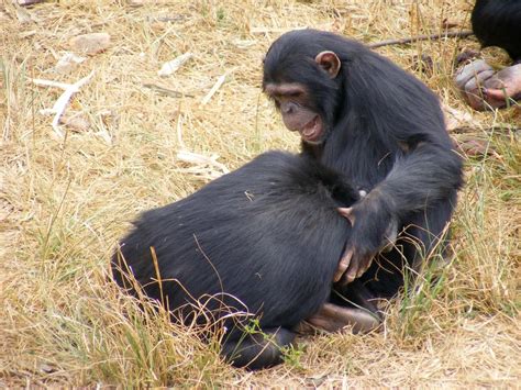 Mother Chimps Crucial For Offsprings Social Skills Max Planck