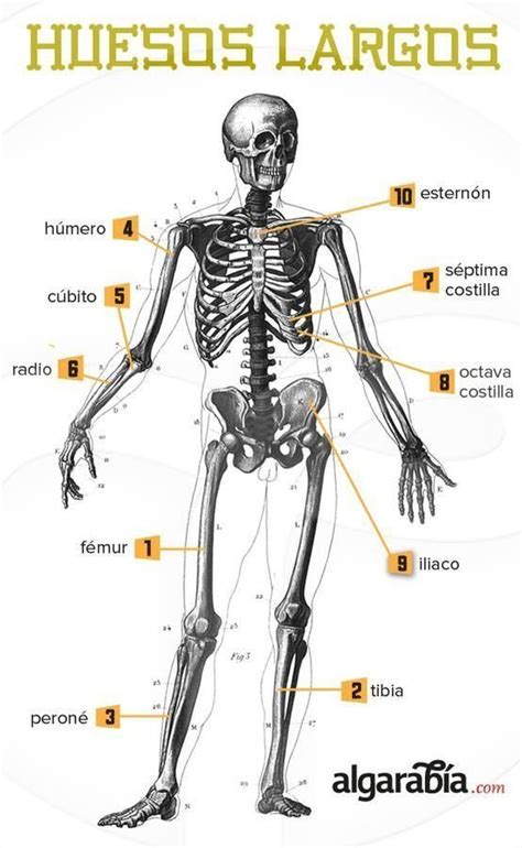 Pin En Anatomía Humana