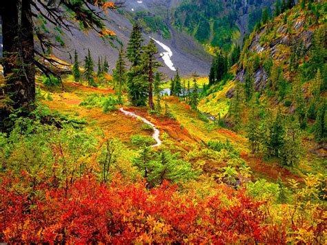Trail In Autumn Mountain Forest Hd Wallpaper Background