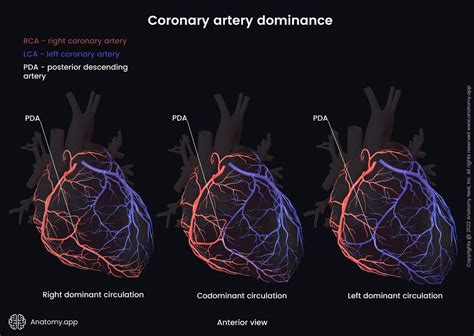 Right Coronary Artery Encyclopedia Anatomyapp Learn Anatomy 3d