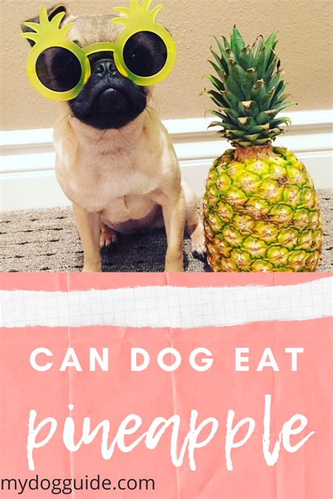 After all, many fruits are good for dogs. Can Dogs Eat Pineapple? Good & Bad Things You Should Know ...