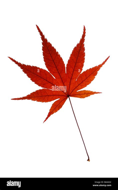 Japanese Maple Leaf Stock Photo Alamy