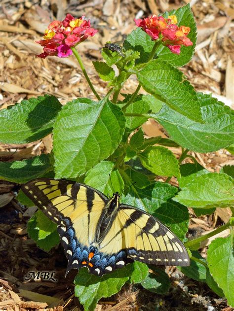 Raising Eastern Tiger Swallowtails A Journey Through The Butterfly