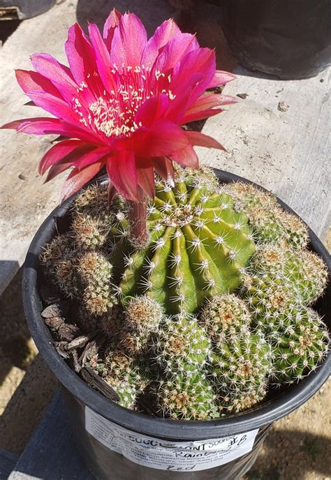 Echinopsis Echinobivia Rainbow Burst Cactus Wedding Succulent Favors