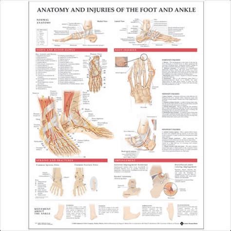 Human Shoulder Anatomy Chart