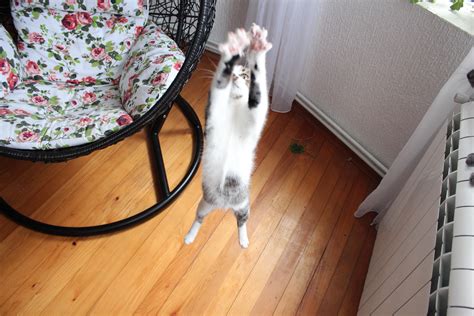 Psbattle Cat Jumping Photoshopbattles