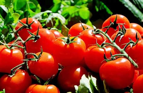 When To Harvest Tomatoes And Tell If They Are Ready Archute