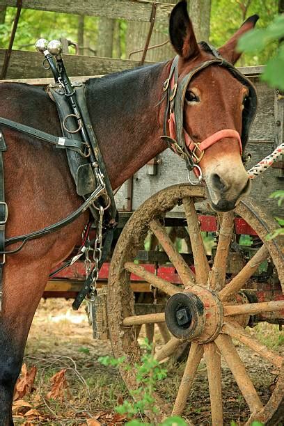 Mule Harness Stock Photos Pictures And Royalty Free Images Istock