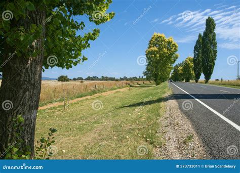 Long Straight Road Lined With Tall Trees Stock Image Image Of Long