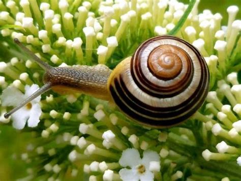L'hélix aspersa müller ou petit gris est ce modeste petit escargot qui s'alanguit dans nos jardins. La bave d'escargot en cosmétique - Astuces Pratiques
