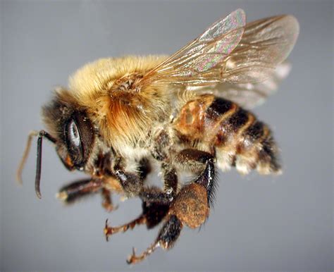 See more ideas about stingless bees, bee, native bees. Stingless Bees: Mayan's Golden Treasure Threatened By ...