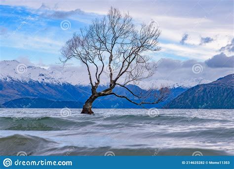 Wanaka Tree And Lake Wanaka In Winter New Zealand Stock Photo Image