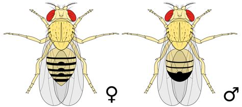 A Courtship Duet Drosophila Melanogaster Ray Cannons Nature Notes