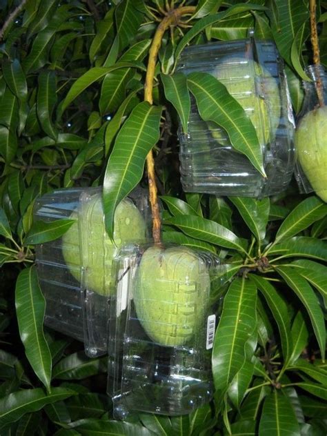 To support the bird netting, drive four stakes into the ground around the perimeter of the tree. Clever trick to protect fruit from birds and squirrels ...