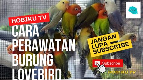 Lovebird Perawatan Bagi Pemula Untuk Burung Lovebirds Youtube