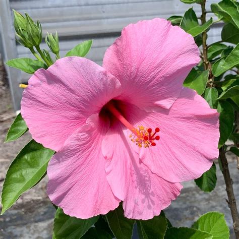 Onlineplantcenter 3 Gal Seminole Pink Tropical Hibiscus Flowering