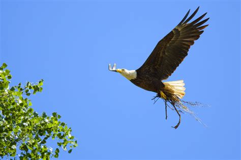 Bald eagles are the symbol of the united states, being the national bird of the united states, their prowess is unmatched. What do Eagles Eat - Bird Eden