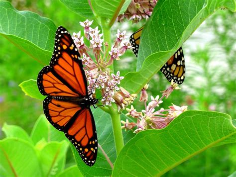 Monarch Butterflies On Milkweed Ali Eminov Flickr