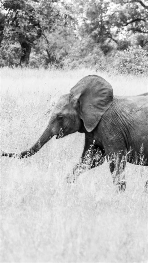 Слоненок Африканское животное черно белое фото Обои 1080x1920 Iphone