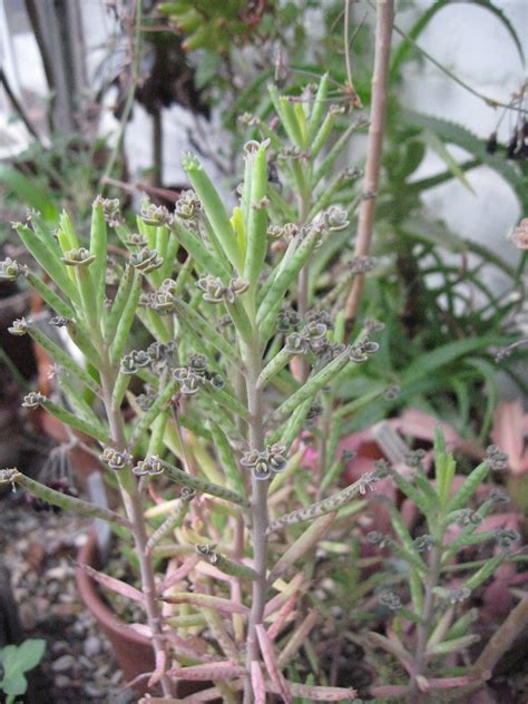 It is generally easy to care for and fends for itself. Mother-of-thousands | Plant-Lore