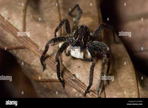 Wolf Spider Carrying Egg Sack In The Amazon Rainforest Ecuador Stock