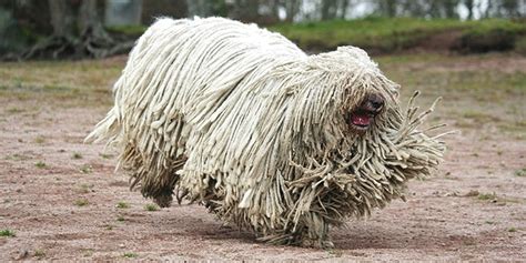 The komondor male stands 27.5 inches tall and up and weighs 100 or more pounds; Komondor - Conseil véto illustré - Catedog