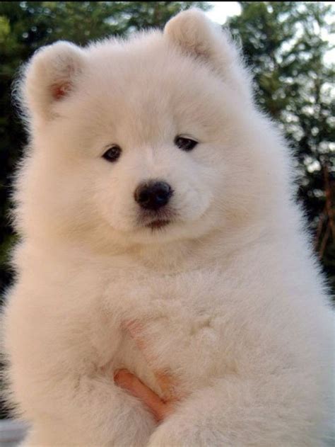 #video #puppy #samoyed mix #jedipupper #bah i would've been making such silly noises at him but too i finally met the bad idea puppy i posted about on here a few weeks ago and he is crazy crazy. The 25+ best Samoyed puppies ideas on Pinterest | Samoyed dogs, Samoyed dog and Samoyed
