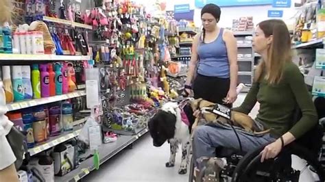 Service Dogs In Training At Walmart Dog Aisle Youtube