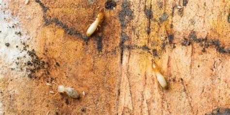 279 e central st franklin, ma 2038. Important Things People Should Know About Termites | F&W ...