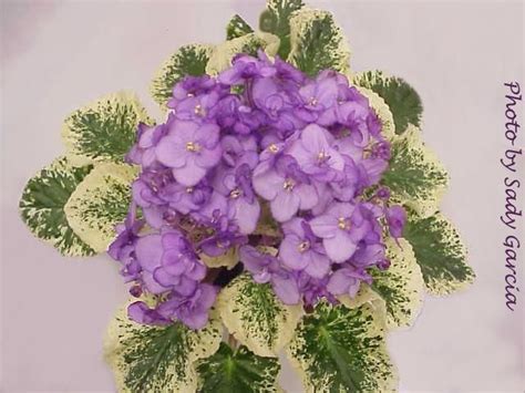 Marvelous Silk African Violets Balsam Hill Classic Blue Spruce