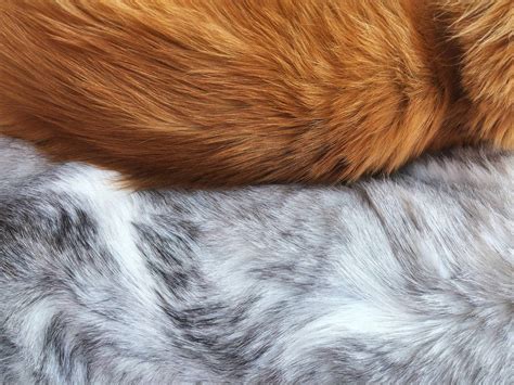 Raccoon Fur Cheapest Factory Save 45 Jlcatjgobmx