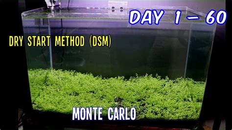 Kira masih lagi murah berbanding harga. Cara Menanam Benih Rumput Di Aquascape - BENIH TOKO